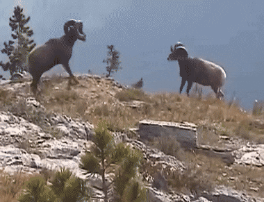 A GIF of two mountain goats headbutting to show how sabreists charge at each other.